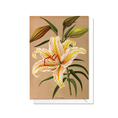 Mountain Lily Antique Botanical Greeting Card Birthday Floral Art with Envelope Valentines Flowers Lilies Vintage Victorian Beautiful - L87