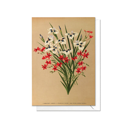 Tiger Iris & Freesia Antique Botanical Greeting Card Birthday Floral Art with Envelope Valentines Flowers Vintage Victorian Beautiful - A23