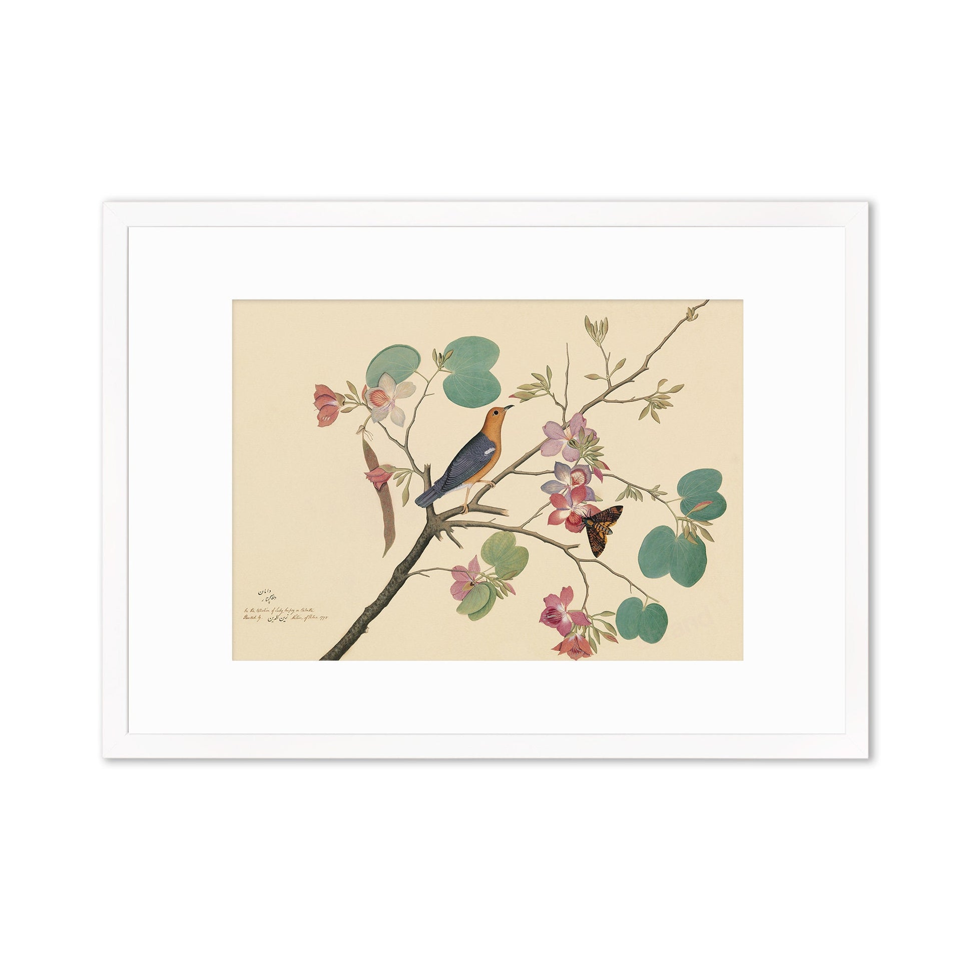 Framed Mounted Indian Jujube Tree Art Vintage Print Poster Antique Sheikh Zain al-Din Painting Nature Birds Butterflies Georgian Victorian